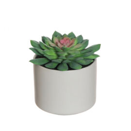 PIANTA FINTA RUBBER ECHEVERIA CON VASO CM 11,5XH14 GREEN PINK