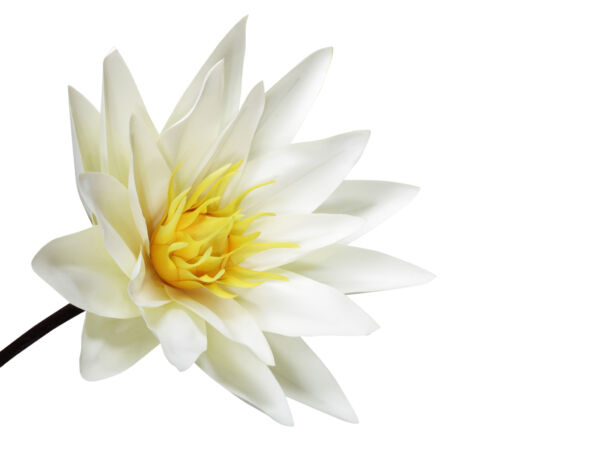 FIORE WATERLILY WHITE  50X127CM