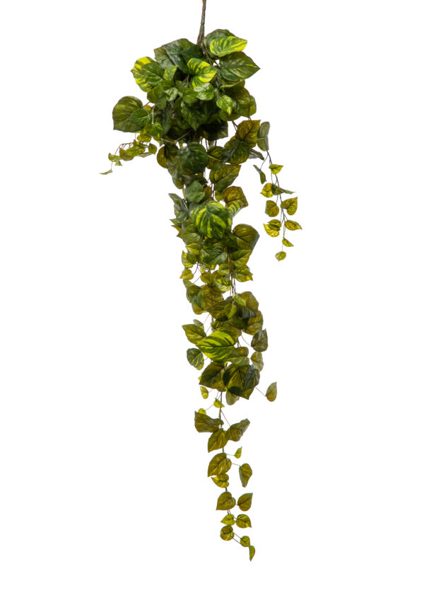 CADENTE POTHOS X 230 FOGLIE