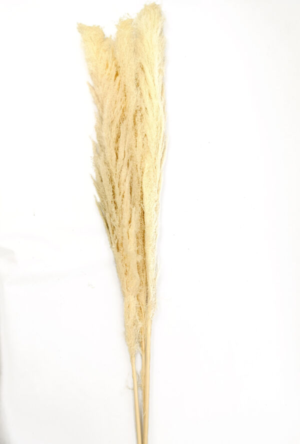 PAMPAS NATURALE H140/160 CM BIANCO (3PZ)