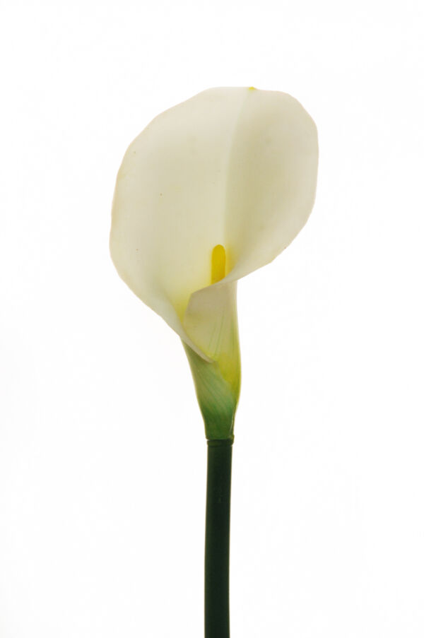 CALLA LILY CM 75 AL PZ