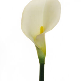 CALLA LILY CM 75 AL PZ