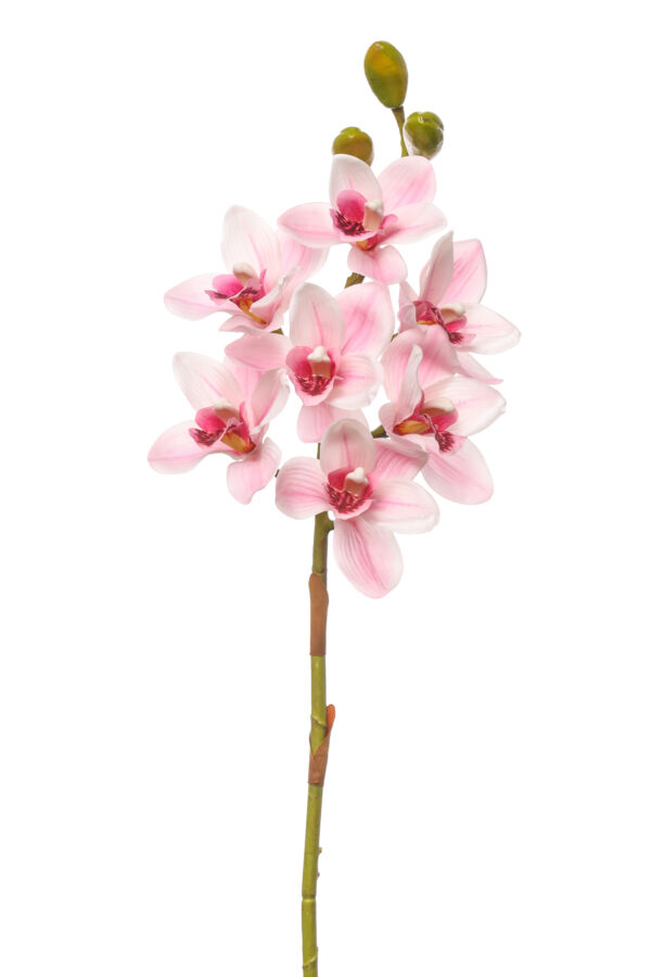 CYMBIDIUM NATURAL TOCH H CM 80  PINK