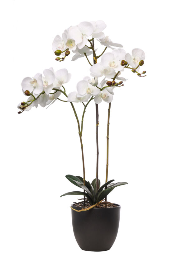 PIANTA  PHALAENOPSIS NATURAL TOCH CM 79 CREMA