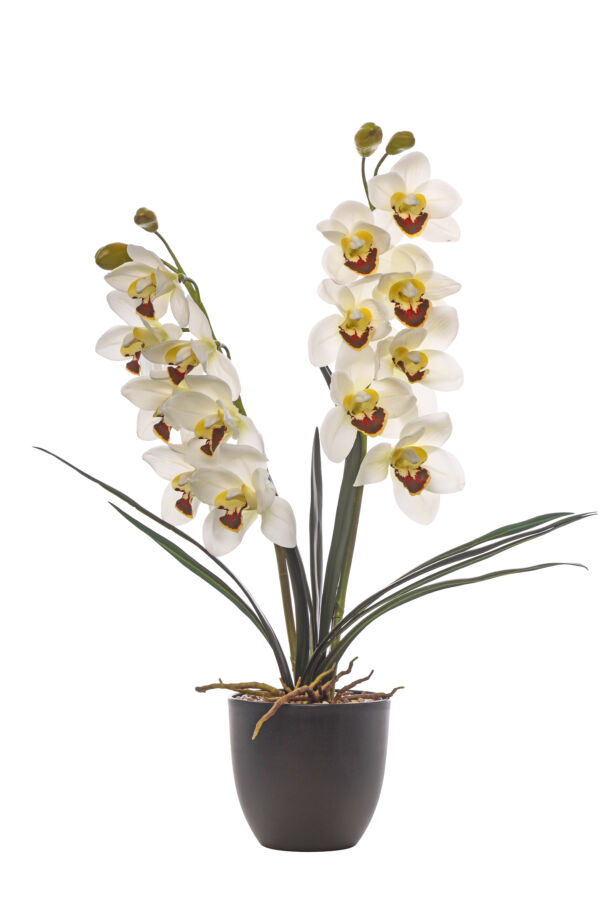 PIANTA  CYMBIDIUM NATURAL TOUCH