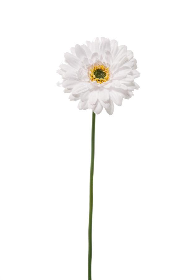 GERBERA SINGOLA NINA CM 49 AL PZ