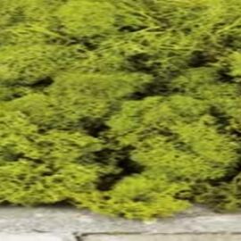 MUSCHIO SECCO STABILIZZATO 250 GR VERDE MUSCHIO SECCO STABILIZZATO 250 GR VERDE
