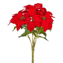 BUSH POINSETTIA X 7 CM 50 ROSSO