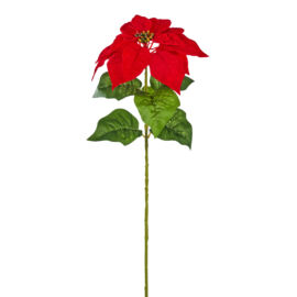 POINSETTIA SINGOLA CM 65 RED AL PZ