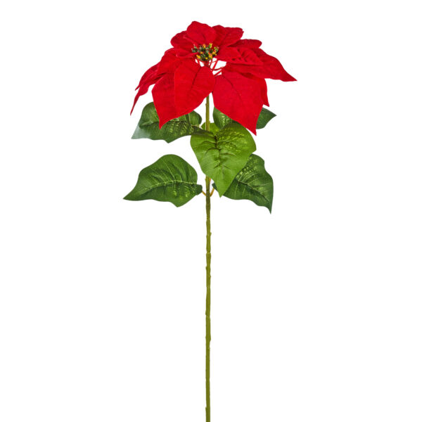 POINSETTIA SINGOLA CM 65 RED AL PZ